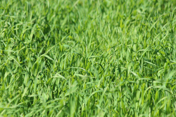 加強農業(yè)氣象監(jiān)測的意義 加強農業(yè)氣象監(jiān)測的意義